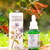 Frasco gotero y caja de infusión herbal de Borraja (Borago officinalis), con ilustración botánica de su flor azul, sobre madera en un entorno natural.