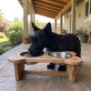 Perro Scottish Terrier de color negro comiendo cómodamente desde un comedero elevado de madera nativa con forma de hueso, personalizado con el nombre Morita.