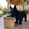 : Un perro Scottish Terrier negro comiendo desde un comedero elevado de madera nativa en el exterior de una casa.